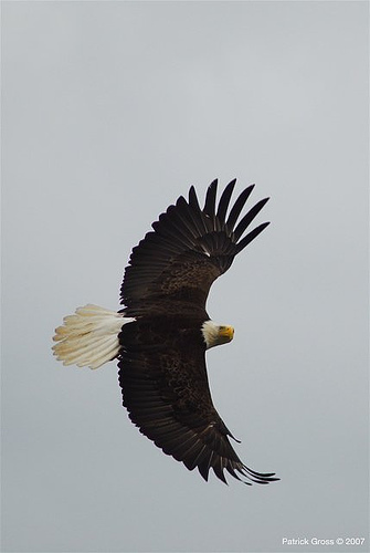 n01614925_bald_eagle.JPEG