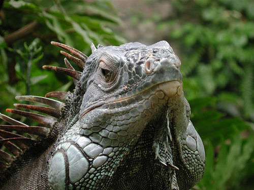 n01677366_common_iguana.JPEG