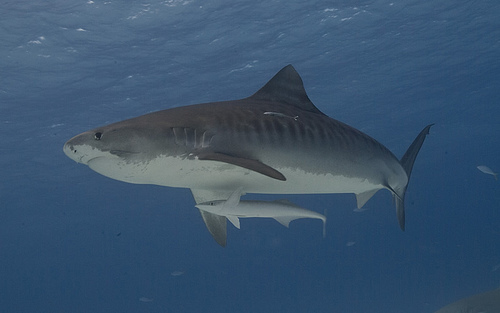 tiger_shark