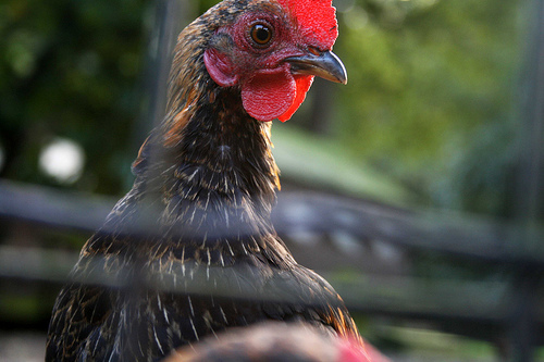 hen