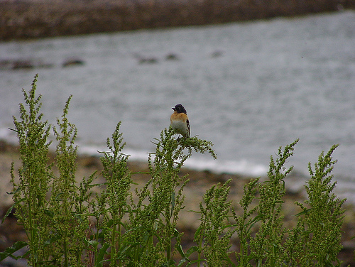 brambling