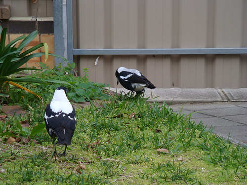 magpie