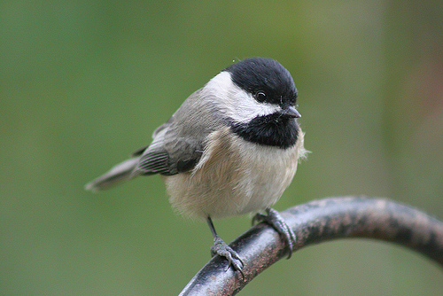 chickadee