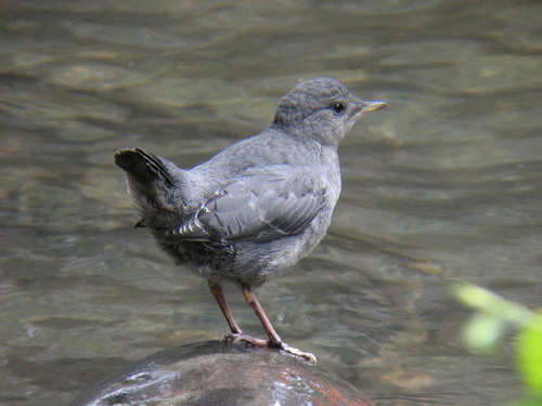 n01601694_water_ouzel.JPEG