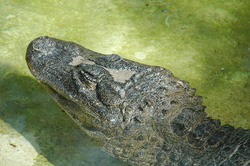 American_alligator