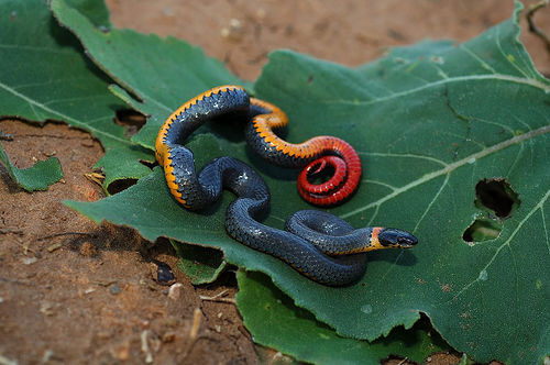 ringneck_snake