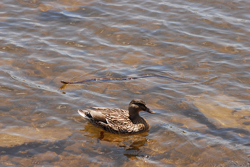 water_snake