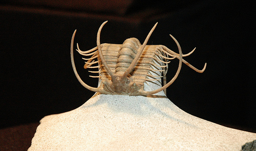 trilobite