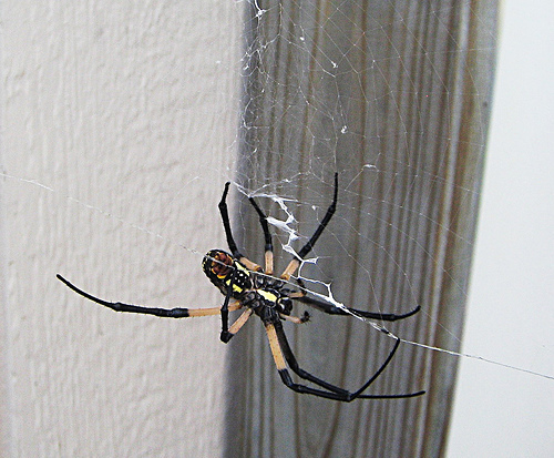 black_and_gold_garden_spider