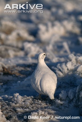 ptarmigan