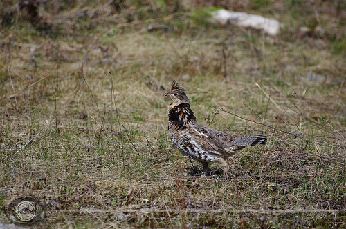 ruffed_grouse