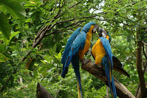 macaw