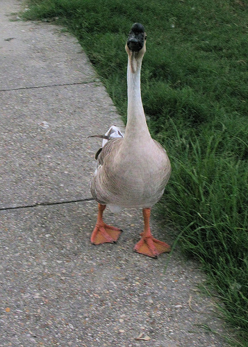 goose