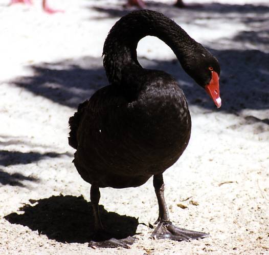 black_swan