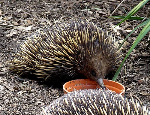 echidna