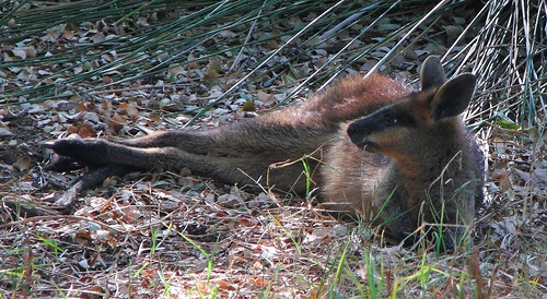 wallaby