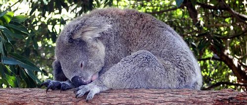 koala