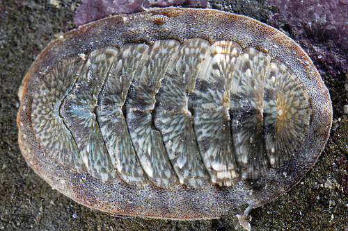 chiton