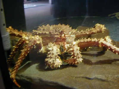 king_crab