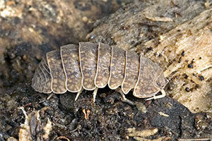 isopod