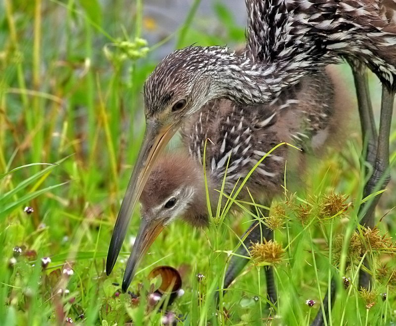 limpkin