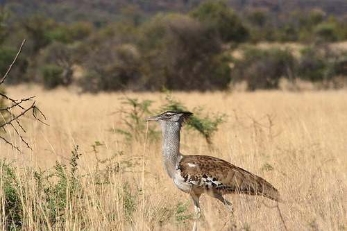 bustard