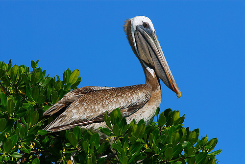 pelican