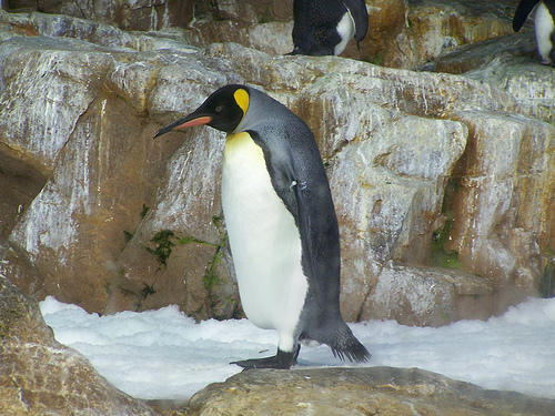 king_penguin