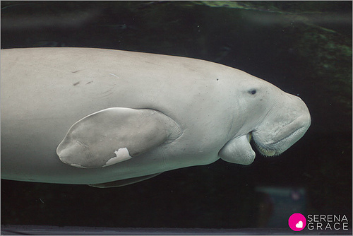 dugong