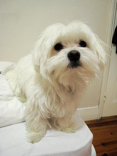 Maltese_dog