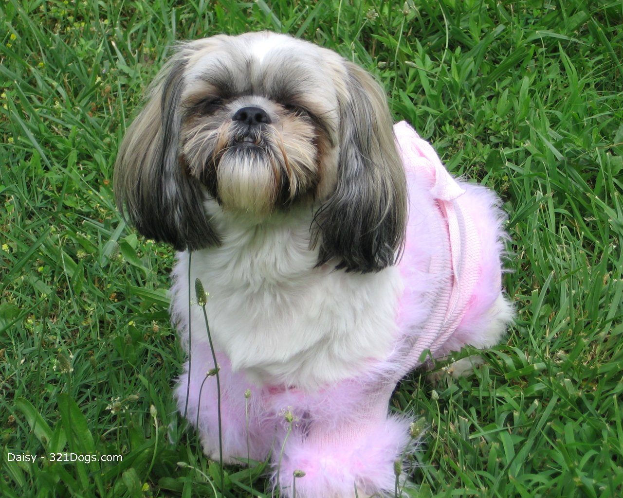 Shih-Tzu