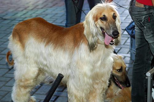 Afghan_hound