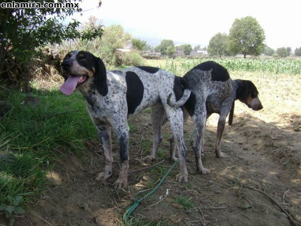 bluetick