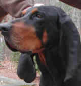 black-and-tan_coonhound