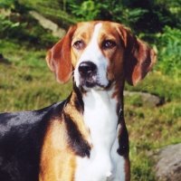 English_foxhound