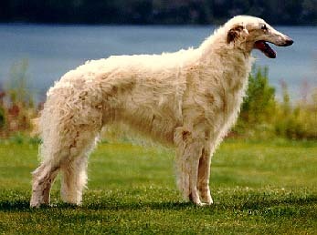 borzoi