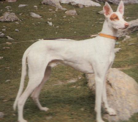 Ibizan_hound