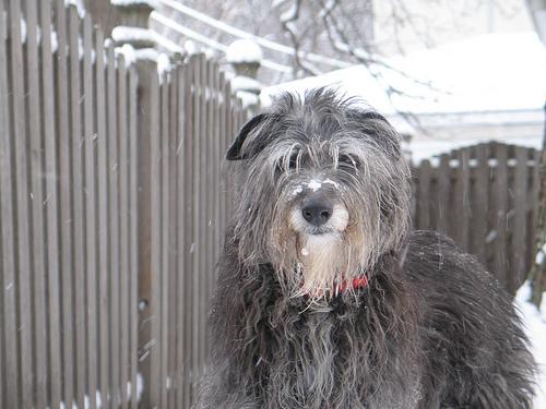 Scottish_deerhound