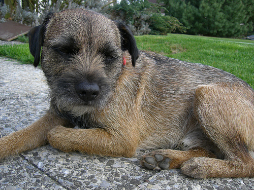 Border_terrier