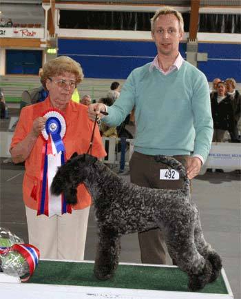 Kerry_blue_terrier