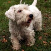 Sealyham_terrier