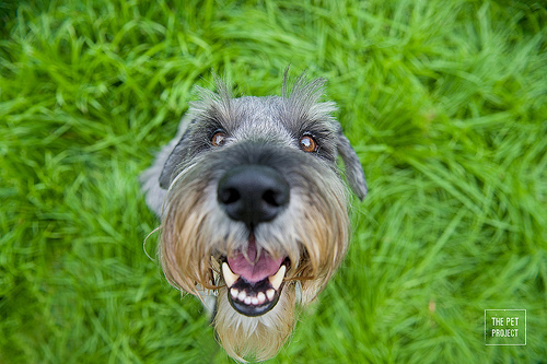 standard_schnauzer