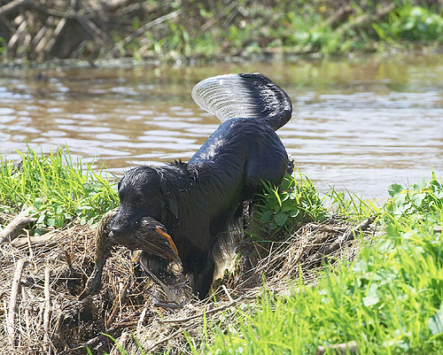 flat-coated_retriever