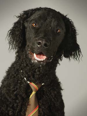 curly-coated_retriever