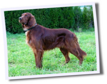 Irish_setter