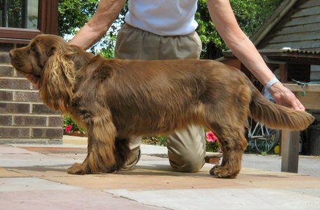 Sussex_spaniel