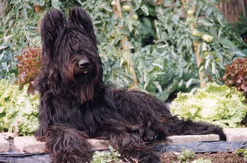 briard