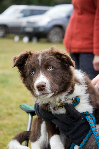 Border_collie