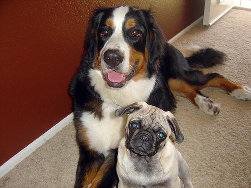 Bernese_mountain_dog