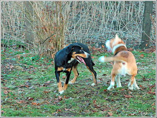 EntleBucher